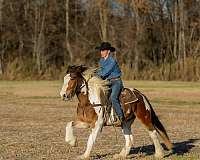 cross-gypsy-vanner-horse