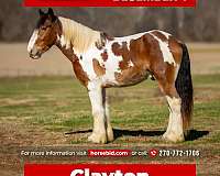 all-around-gypsy-vanner-horse