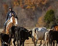 flashy-gypsy-vanner-horse