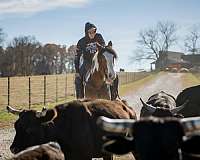 husband-safe-gypsy-vanner-horse