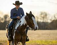 ranch-gypsy-vanner-horse