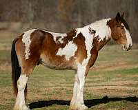 ranch-versatility-gypsy-vanner-horse