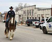 ranch-work-gypsy-vanner-horse