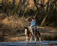 roping-gypsy-vanner-horse