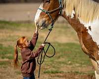 show-gypsy-vanner-horse