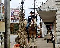 trail-gypsy-vanner-horse