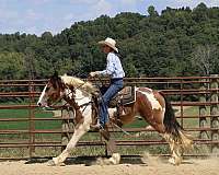 trail-riding-gypsy-vanner-horse