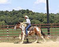pinto-gypsy-vanner-gelding