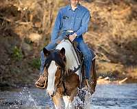 western-riding-gypsy-vanner-horse