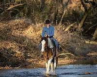 working-cattle-gypsy-vanner-horse