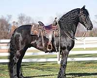 driving-friesian-horse
