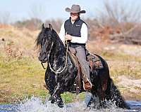 flashy-friesian-horse