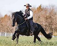 husband-safe-friesian-horse