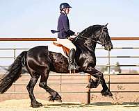 parade-friesian-horse