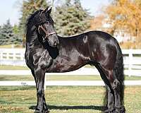 performance-friesian-horse