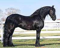 ridden-english-friesian-horse