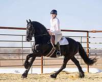 ridden-western-friesian-horse