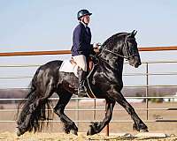 show-friesian-horse