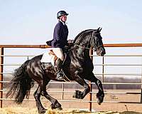trail-friesian-horse