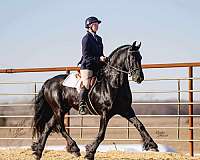 trail-riding-friesian-horse