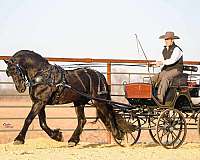 black-friesian-gelding