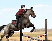 flashy-quarter-horse