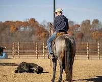 husband-safe-quarter-horse