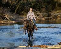 jumping-quarter-horse
