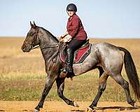performance-quarter-horse