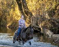 ridden-english-quarter-horse