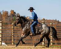 show-quarter-horse