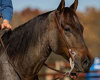 trail-quarter-horse