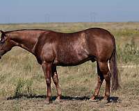 athletic-quarter-horse