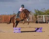 flashy-quarter-horse