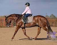 husband-safe-quarter-horse