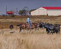 performance-quarter-horse