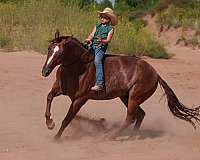 ranch-quarter-horse