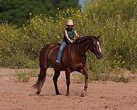 ranch-versatility-quarter-horse