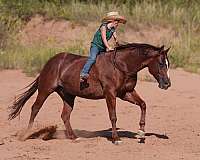 reining-quarter-horse