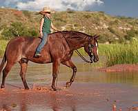 ridden-western-quarter-horse