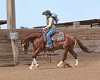 show-quarter-horse