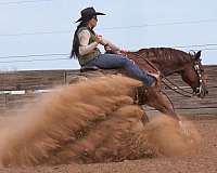 trail-quarter-horse