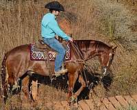 trail-riding-quarter-horse