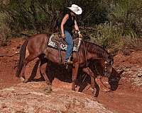 working-cattle-quarter-horse