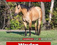 all-around-quarter-horse