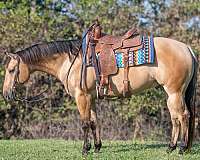 athletic-quarter-horse