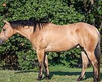 flashy-quarter-horse
