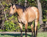 husband-safe-quarter-horse