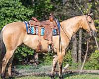 performance-quarter-horse
