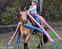 ranch-quarter-horse